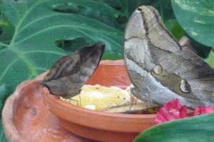 P1060056