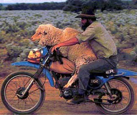 moto-ovce