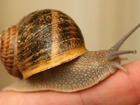 2479967-snek-africky