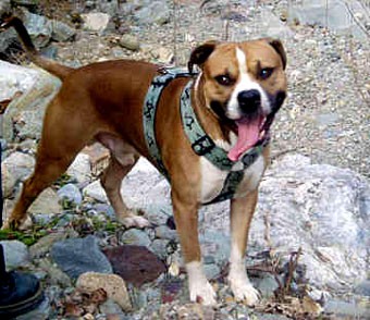 pejsek